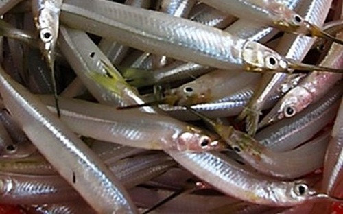 Cá lìm kìm được gom mua với giá cao bất thường khiến nhiều người nghi ngờ việc thu mua này xuất phát từ thương lái Trung Quốc. Ảnh: VOV.