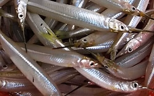 Cá lìm kìm được gom mua với giá cao bất thường khiến nhiều người nghi ngờ việc thu mua này xuất phát từ thương lái Trung Quốc. Ảnh: VOV.