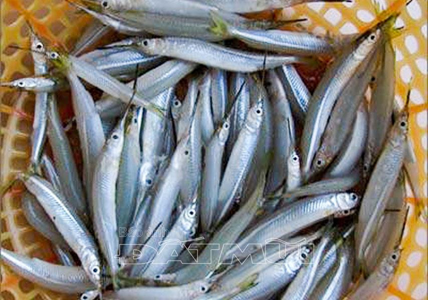 Lìm kìm là loài cá sống nơi môi trường nước ngọt lẫn nước lợ. Ảnh: Baoanhdatmui.