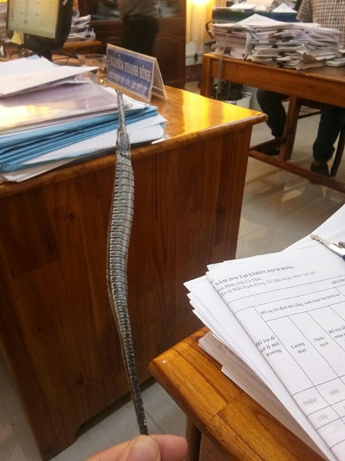 Tuy nhiên, từ xưa ít khi người dân bắt ăn vì cá lìm kìm rất ít thịt. Thỉnh thoảng khi có cá lớn thì người dân làm khô cá lìm kìm. Ảnh: Nongnghiep.