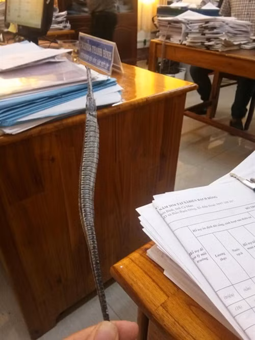 Tuy nhiên, từ xưa ít khi người dân bắt ăn vì cá lìm kìm rất ít thịt. Thỉnh thoảng khi có cá lớn thì người dân làm khô cá lìm kìm. Ảnh: Nongnghiep.