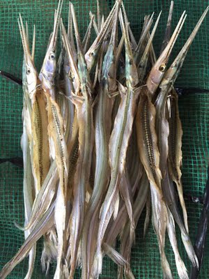 Hiện tại, ở Cà Mau cá lìm kìm chỉ được khai thác tự nhiên, chưa ai nuôi. Ảnh: Dân Việt.