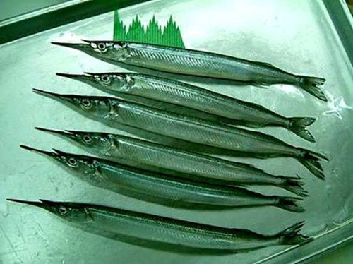 Chúng thường xuất hiện vào mùa nước nổi ở Đồng bằng sông Cửu Long. Ảnh: Internet.