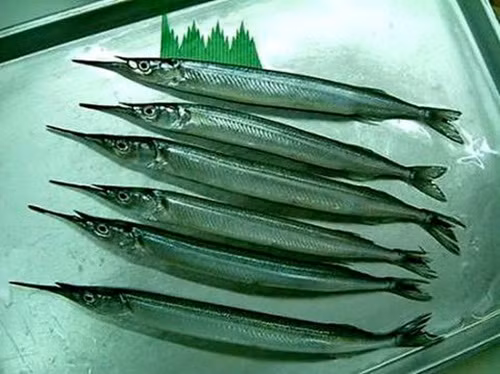 Chúng thường xuất hiện vào mùa nước nổi ở Đồng bằng sông Cửu Long. Ảnh: Internet.