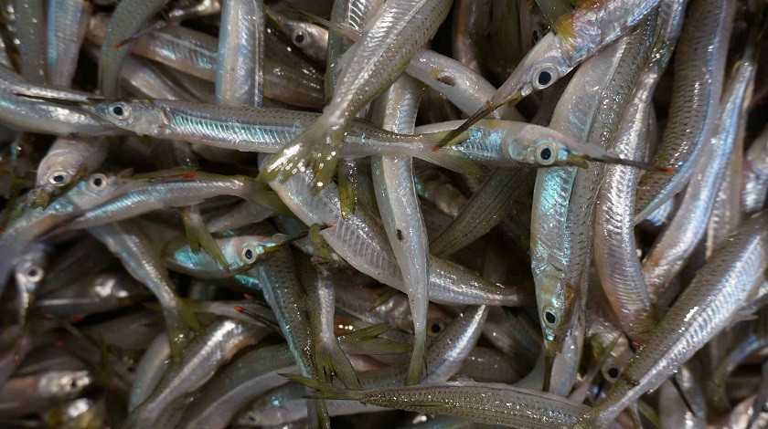 Mùa vụ cá lìm kìm bắt đầu vào khoảng tháng 10 âm lịch hàng năm. Ảnh: mGift.