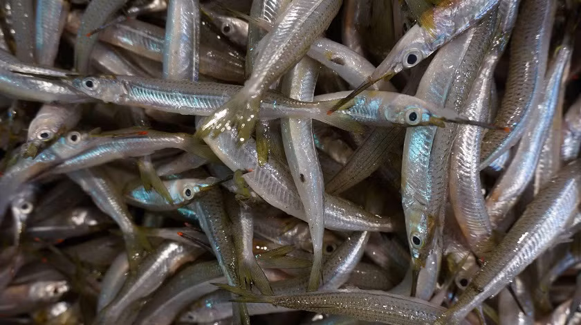 Mùa vụ cá lìm kìm bắt đầu vào khoảng tháng 10 âm lịch hàng năm. Ảnh: mGift.