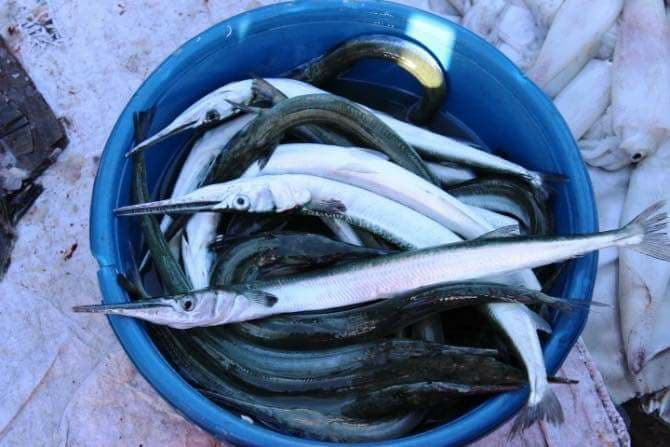 Cá lìm kìm có thân hình trụ thuôn dài, màu trắng trong, mỏ dài như cây kẹp. Ảnh: FB Thuy Loc Dao.