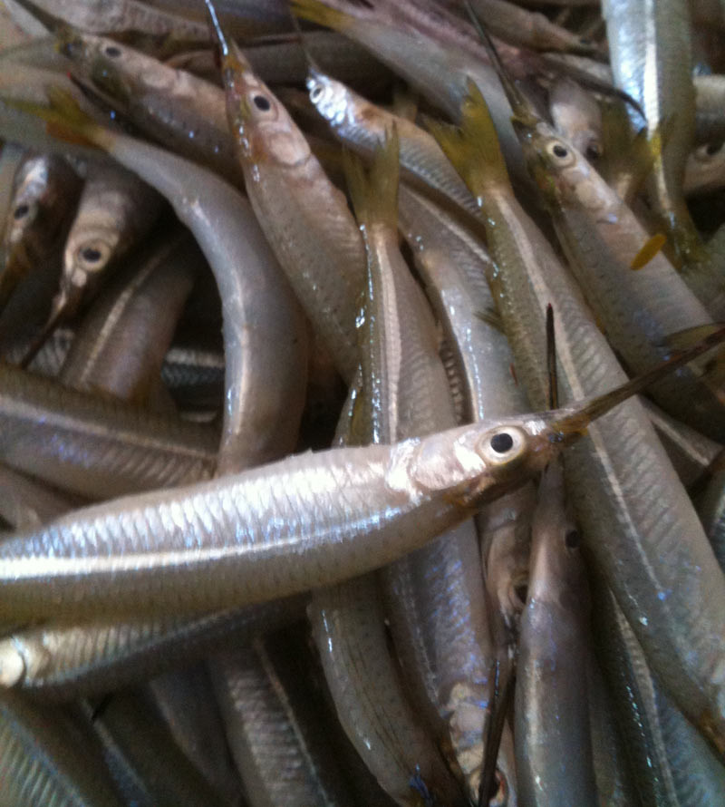 Cá lìm kìm chủ yếu trên sông và đồng ruộng nhưng số lượng không nhiều. Ảnh: Dân Việt.