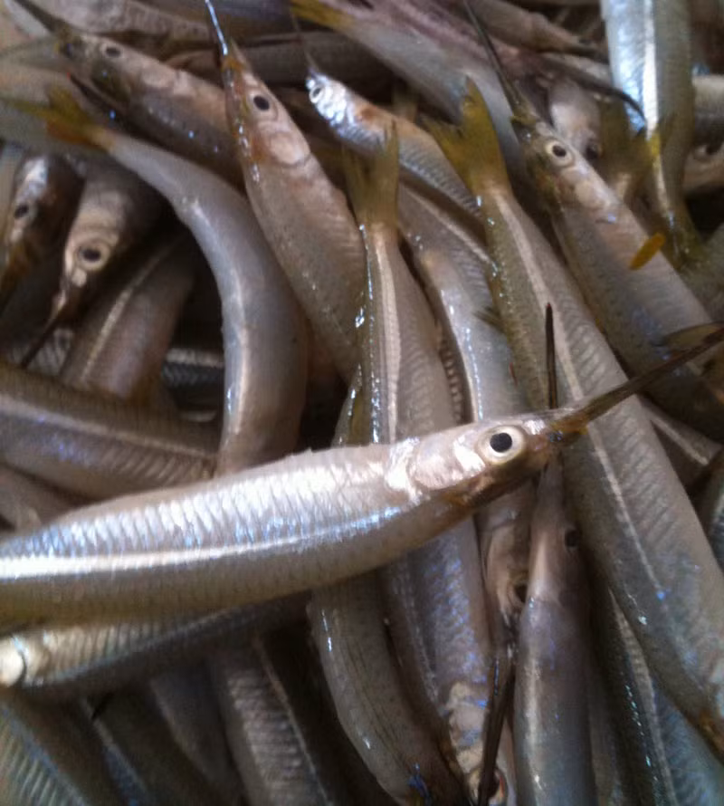 Cá lìm kìm chủ yếu trên sông và đồng ruộng nhưng số lượng không nhiều. Ảnh: Dân Việt.