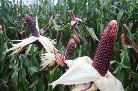 Giống ngô tím cho bắp to đều, màu tươi đẹp hạt bóng. Ảnh: Vietgap.