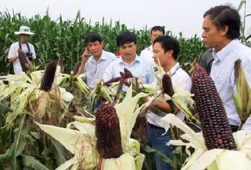 Ngoài ra, ngô tím còn có thể trồng được các vụ trong năm. Ảnh: LeCanFruits.