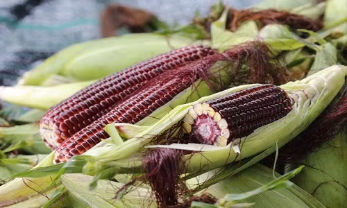 Khi ăn sống, bắp tại vườn rất giòn, ngọt và mát. Ảnh: Baovinhlong.