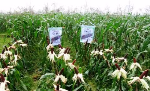  Ngô nếp tím cũng từng được trồng ở Tp Vinh (Nghệ An). Ảnh: Vietgap.