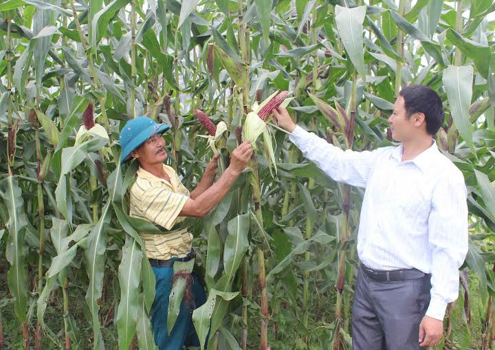 Ưu điểm của giống ngô tím là khả năng chống sâu bệnh tốt, thời gian sinh trưởng ngắn. Ảnh: Baolaichau.