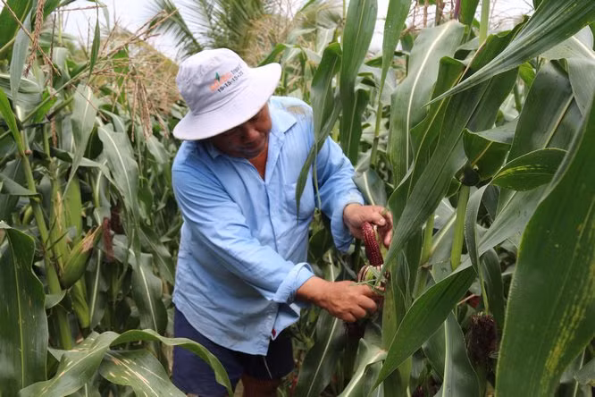 Hiện tại, ngô được bán với giá 20.000- 35.000/bắp. Ảnh: Baovinhlong.