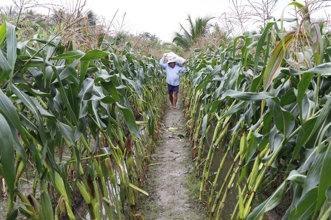 Bắp ngô ngon, ngọt nhất khi cây được khoảng 60 ngày tuổi. Ảnh: Baovinhlong.