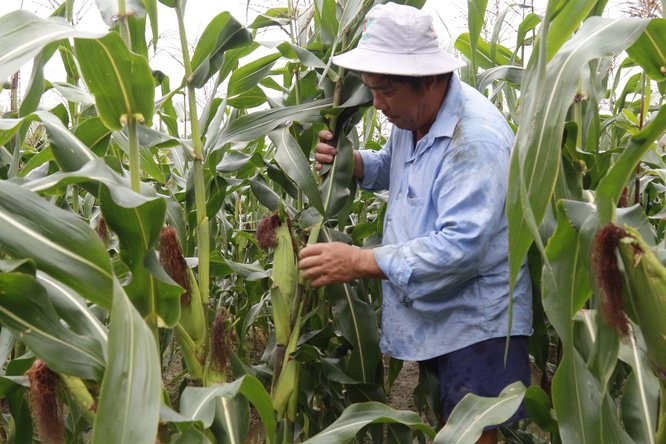Giống ngô này có tên là Nữ hoàng đỏ được trồng theo tiêu chuẩn VietGAP. Ảnh: Baovinhlong.