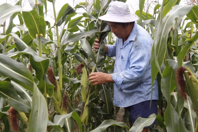Giống ngô này có tên là Nữ hoàng đỏ được trồng theo tiêu chuẩn VietGAP. Ảnh: Baovinhlong.