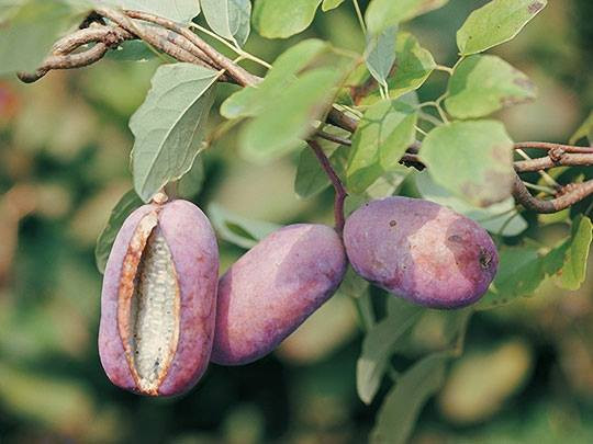 Trước đây, nho tím Akebi chỉ là loại trái cây hoang dã, trẻ con thường hái ăn vặt. Tuy nhiên, ngày nay nó được đưa vào trồng chủ yếu ở quận Yamagata thuộc Tohoku. Ảnh: Khám phá Nhật Bản.