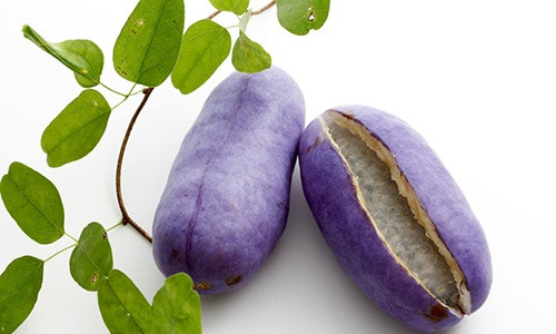 Akebi là loại quả tương đối mới, ít người biết, thậm chí rất ít người Nhật đã từng ăn qua loại quả này vì chúng chỉ xuất hiện trong khoảng thời gian ngắn trong năm. Ảnh: Tsuyukusa Iro.