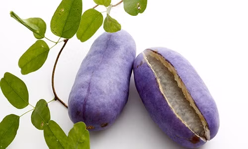 Akebi là loại quả tương đối mới, ít người biết, thậm chí rất ít người Nhật đã từng ăn qua loại quả này vì chúng chỉ xuất hiện trong khoảng thời gian ngắn trong năm. Ảnh: Tsuyukusa Iro.