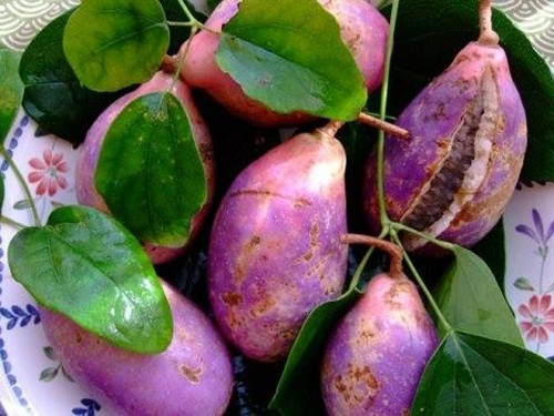 Có nhiều cách để thưởng thức Akebi như xào, trộn gỏi, nướng, lăn bột chiên hoặc ăn sống như ăn chanh leo. Ảnh: Khám phá Nhật Bản.