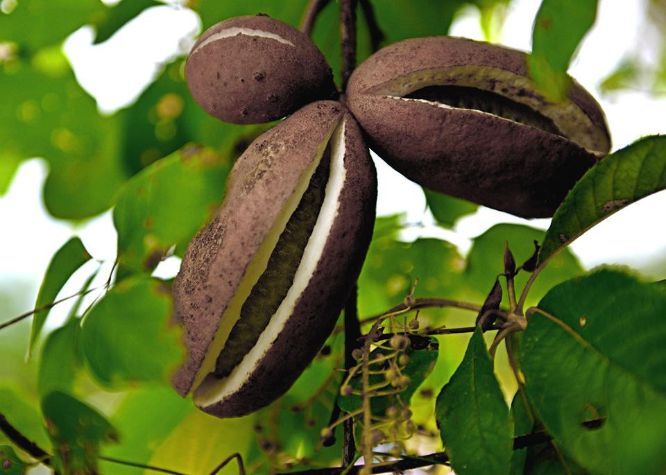 Cây Akebi cho trái một quãng thời gian ngắn trong năm nên giá khá cao. Ảnh: Khám phá Nhật Bản.