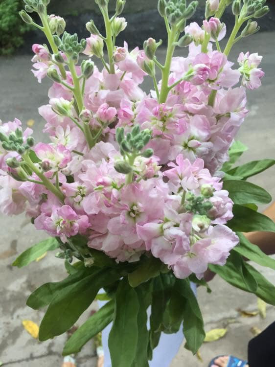 Phi yến mang đến mùi thơm thoang thoảng, rất hợp trang trí phòng khách. Ảnh: FB Lê Hoàng Yến.