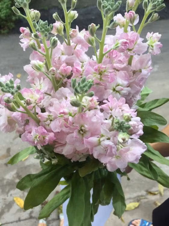 Phi yến mang đến mùi thơm thoang thoảng, rất hợp trang trí phòng khách. Ảnh: FB Lê Hoàng Yến.