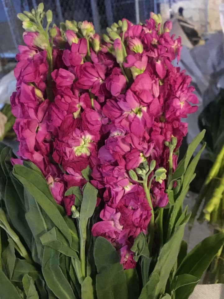 Trung bình, mỗi bình hoa phi yến có giá khoảng 150.000 - 200.000 đồng. Ảnh: FB Lê Hoàng Yến.