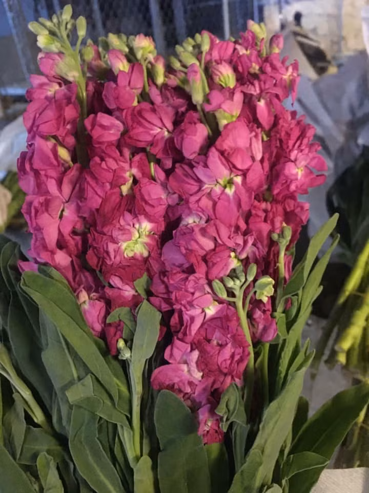 Trung bình, mỗi bình hoa phi yến có giá khoảng 150.000 - 200.000 đồng. Ảnh: FB Lê Hoàng Yến.