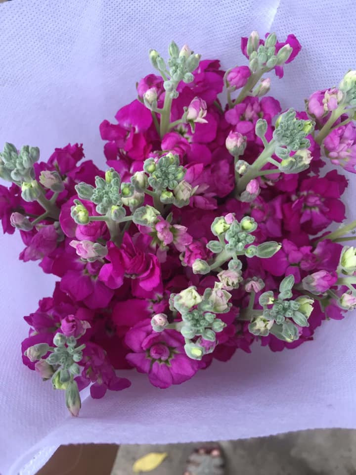 Mới lạ và sang trọng nên nhiều hoa phi yến được nhiều chị em đặt mua. Ảnh: FB Lê Hoàng Yến.