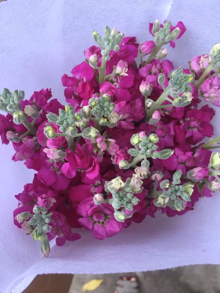 Mới lạ và sang trọng nên nhiều hoa phi yến được nhiều chị em đặt mua. Ảnh: FB Lê Hoàng Yến.