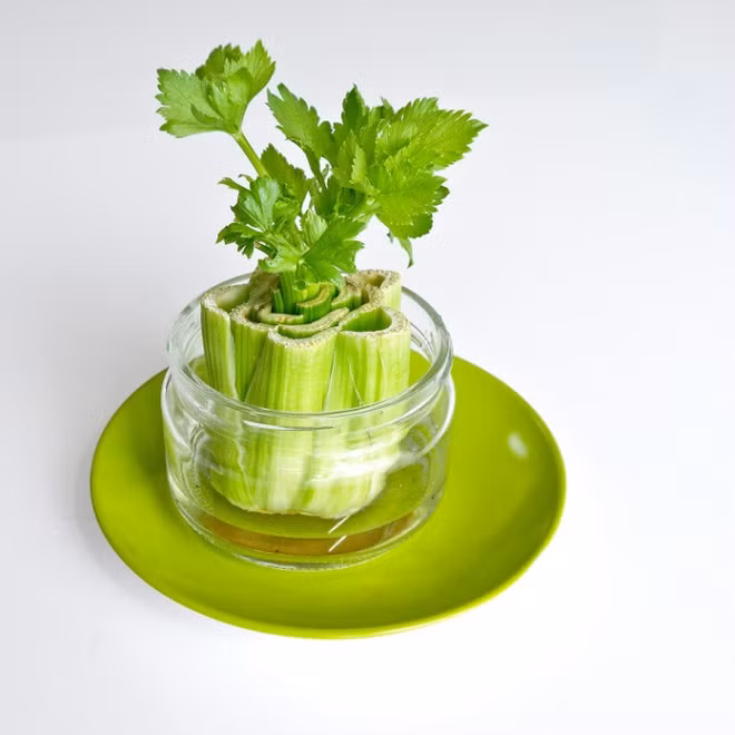 Cần tây nhanh lớn hơn khi được cắm vào nước gạo.