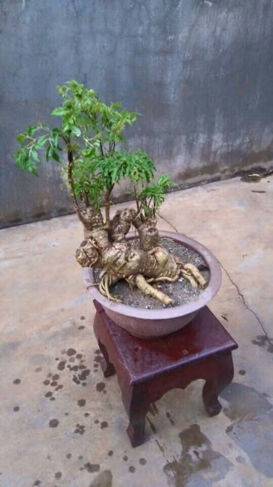 Bonsai đinh lăng dáng rừng lạ mắt. Ảnh: FB Ha Nguyen.