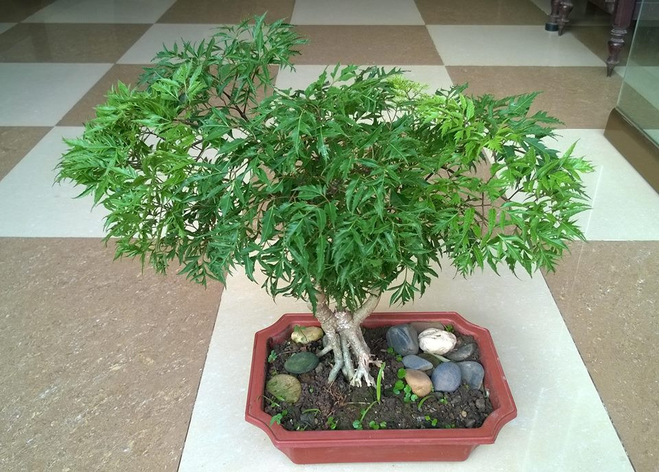 Đinh lăng bonsai đẹp hút mắt với tán lá xanh tốt. Ảnh: FB Nguyễn Xuân Thông.