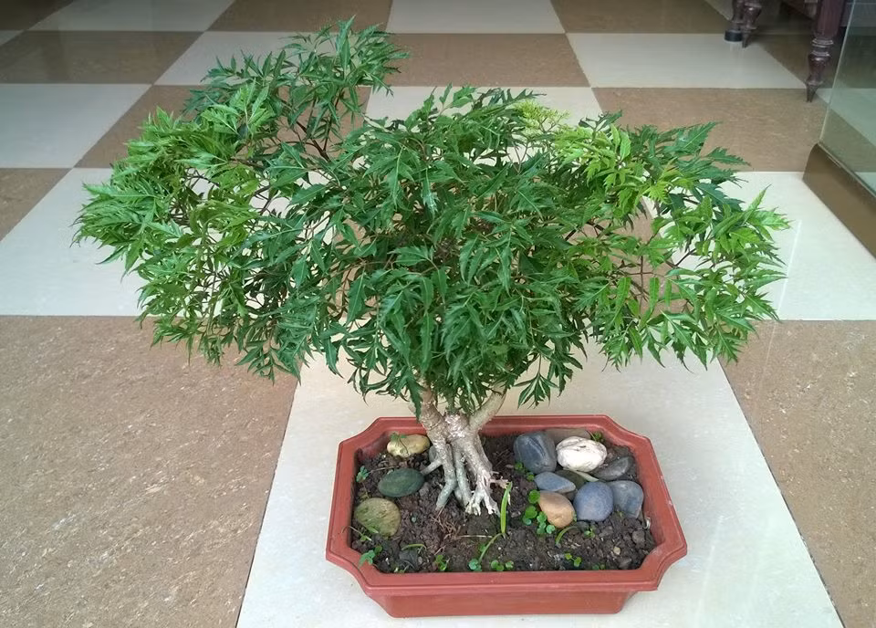Đinh lăng bonsai đẹp hút mắt với tán lá xanh tốt. Ảnh: FB Nguyễn Xuân Thông.