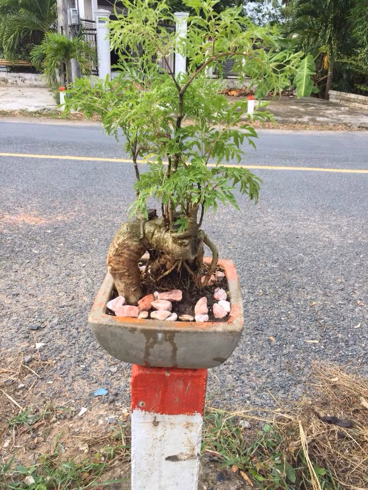 Man nhan loat bonsai dinh lang sieu la mat
