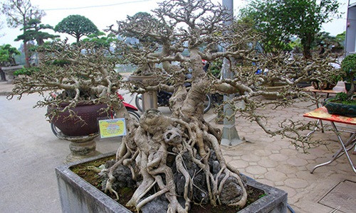 Bộ cây sanh tam đa cổ thụ được bán với giá 30 tỷ đồng. Ảnh: Vietnamnet.