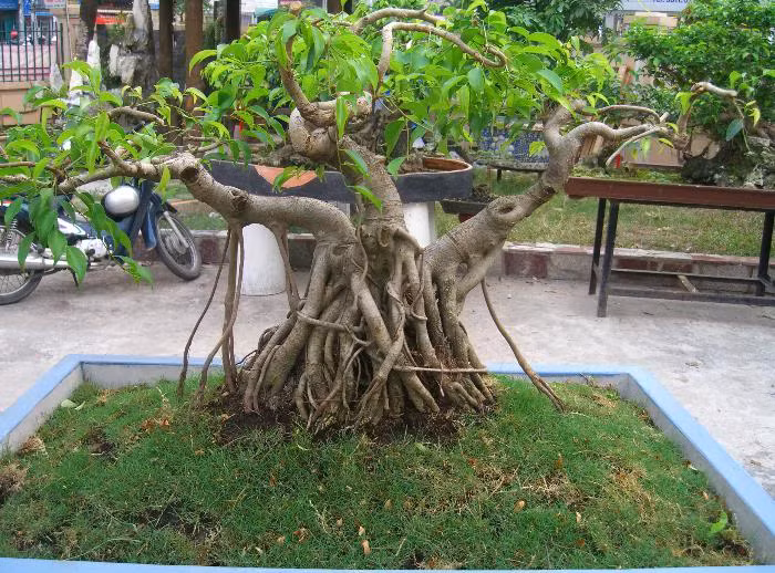 Tàn thứ nhất được tạo dáng như một mâm tròn, hớt tỉa lúp búp. Ảnh: Caycanhhoi.