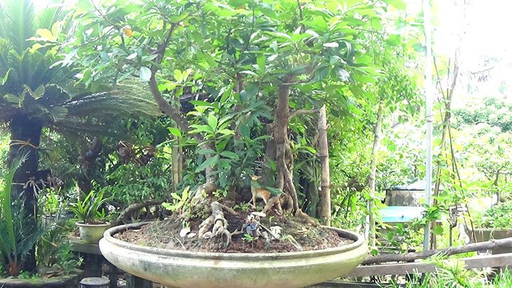 Bonsai nguyệt quế thế tam đa cực đẹp. Ảnh: Tony Pious.