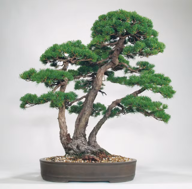 Ba tàn đều tròn đều đẹp trong thế tam đa tượng trưng cho sự vĩnh cửu, sung túc, hạnh phúc, giàu sang. Ảnh: Caycanhhoi.