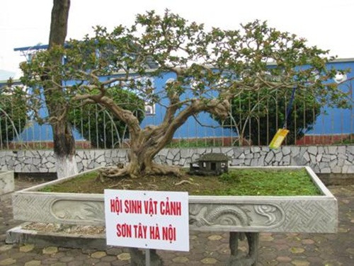 Tường vi tam đa có tuổi thọ gần 1 thế kỷ. Ảnh: Nongnghiep.