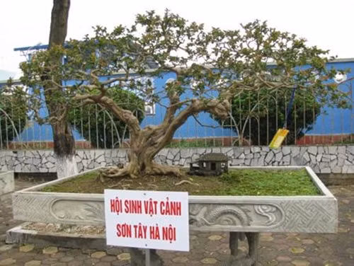 Tường vi tam đa có tuổi thọ gần 1 thế kỷ. Ảnh: Nongnghiep.