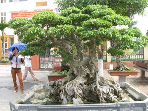 Cây xanh thế tam đa đến từ Hội sinh vật cảnh thành phố Việt Trì, từng được khách trả đến hàng chục tỷ đồng. Ảnh: Nongnghiep.