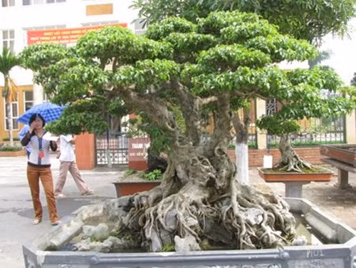 Cây xanh thế tam đa đến từ Hội sinh vật cảnh thành phố Việt Trì, từng được khách trả đến hàng chục tỷ đồng. Ảnh: Nongnghiep.