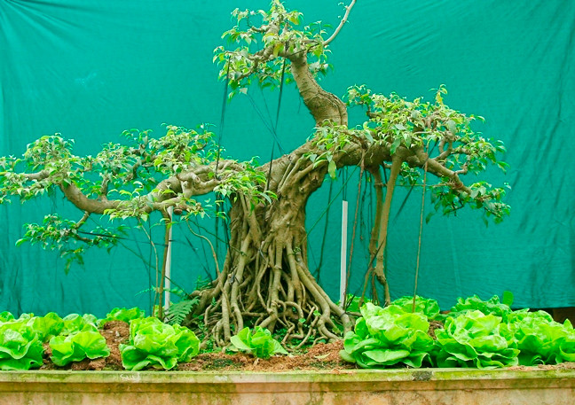 Thế tam đa thường chuộng cây cổ thụ, gốc thân to, nhưng chỉ uốn có ba tàn tròn chung quanh thân cây. Ảnh: Caycanhhoi.