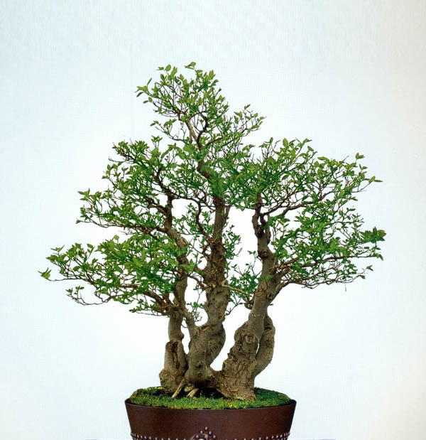 Tàn thứ ba là tàn ngọn, cách xa hơn tàn thứ hai, cũng hớt tỉa tròn nhưng nhưng nhỏ hơn hai tàn trước. Ảnh: Caycanhhoi.