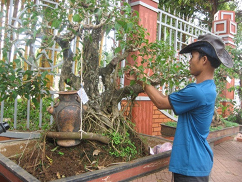 Cây sanh dáng tam đa phúc - lộc- thọ có giá 120 triệu đồng. Ảnh: Baodaklak.