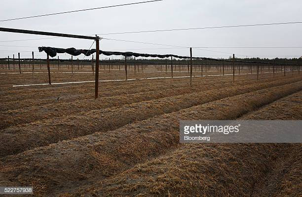 Tuy nhiên, phải đến thập niên 1980, ngành trồng và sản xuất nhân sâm tại Canada mới thực sự bùng nổ. Ảnh: Getty Images.
